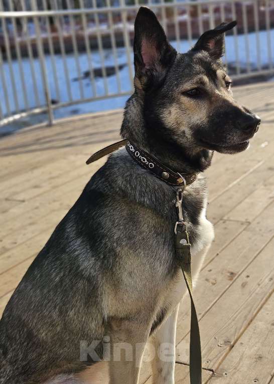 Собаки в Казани: Лайка с овчаркой Девочка, Бесплатно - фото 8