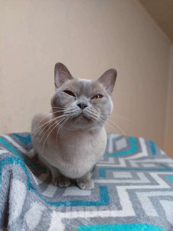 Кошки в Челябинске: Алиса Девочка, 40 000 руб. - фото 3