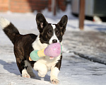 Собаки в Москве: Вельш корги кардиган Девочка, 25 000 руб. - фото 4
