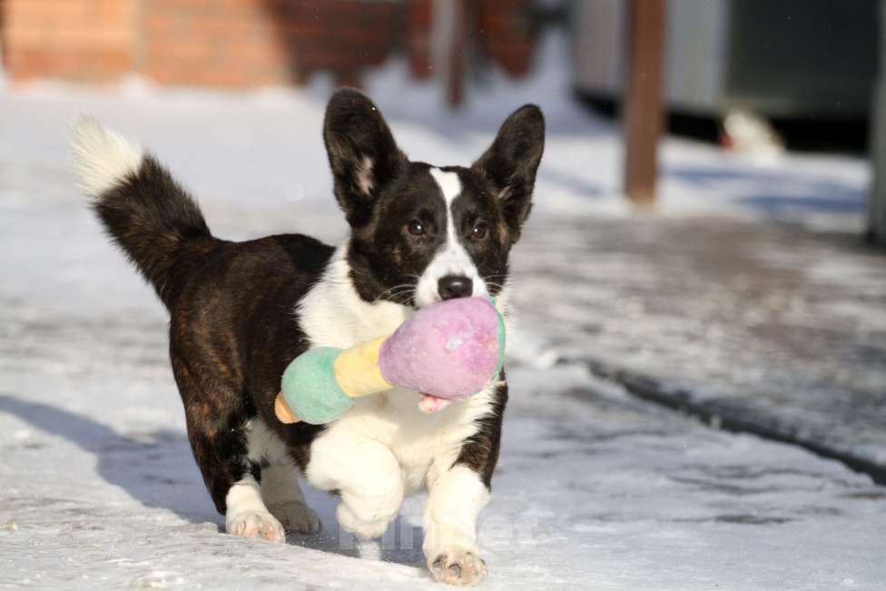 Собаки в Москве: Вельш корги кардиган Девочка, 25 000 руб. - фото 4
