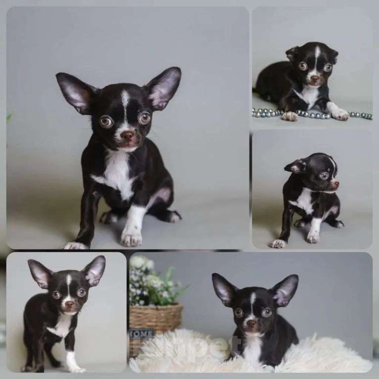 Собаки в Королеве: Девчушка Чихуа-хуа Девочка, 45 000 руб. - фото 1
