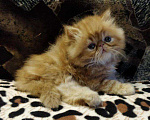 Кошки в Краснодаре: Котята экзоты Мальчик, 10 000 руб. - фото 1