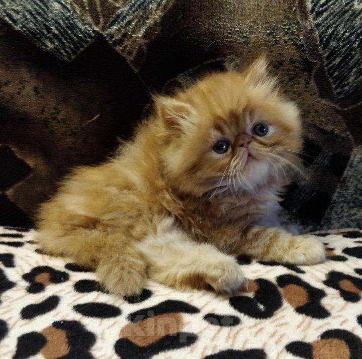Кошки в Краснодаре: Котята экзоты Мальчик, 10 000 руб. - фото 1