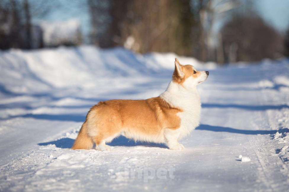 Собаки в Москве: кобель Вельш корги Пемброк для племенного использования из Италии Мальчик, Бесплатно - фото 2
