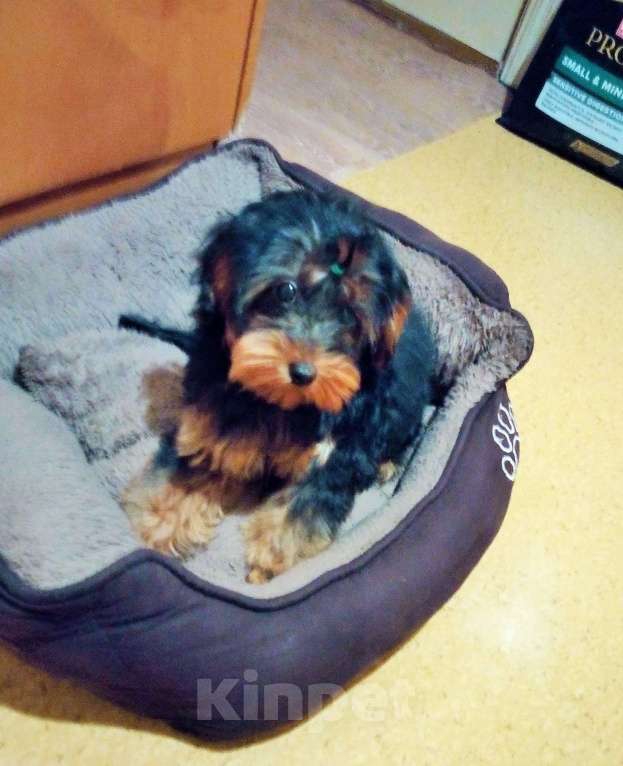 Собаки в Ставрополе: Руфус ищет семью Мальчик, 18 000 руб. - фото 2