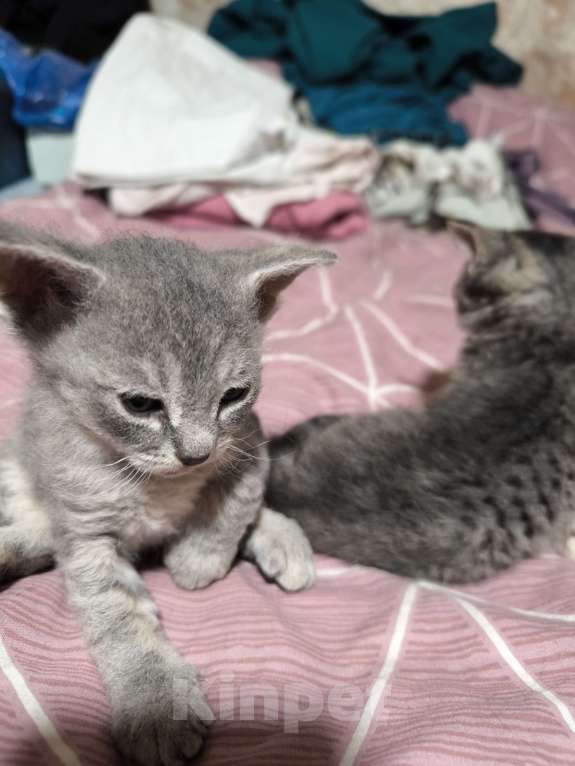 Кошки в Люберцах: Гипоаллергенный котенок Девочка, 5 000 руб. - фото 4