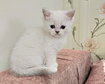 Кошки в Воронеже: Шотландские котята Девочка, 10 000 руб. - фото 4