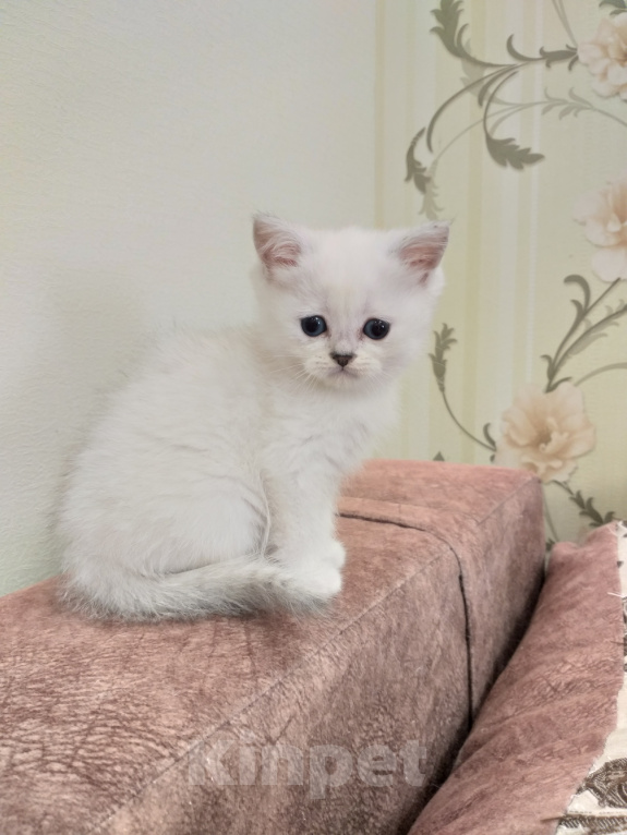 Кошки в Воронеже: Шотландские котята Девочка, 10 000 руб. - фото 4