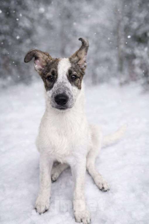 Собаки в Москве: Дея ,щенок с улицы Москвы Девочка, Бесплатно - фото 3