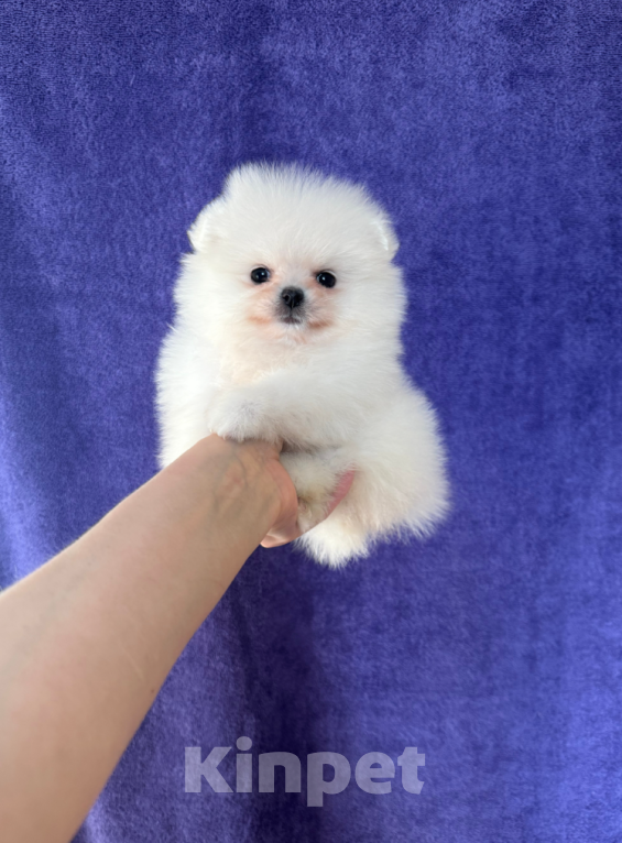 Собаки в Москве: Девочка Девочка, 30 000 руб. - фото 1