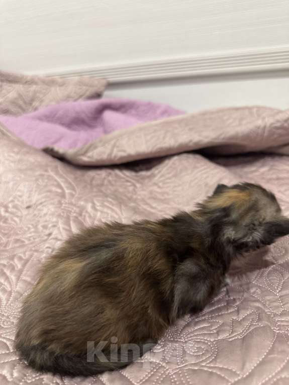 Кошки в Тюмени: Мейн-кун мраморная Девочка, 15 000 руб. - фото 3