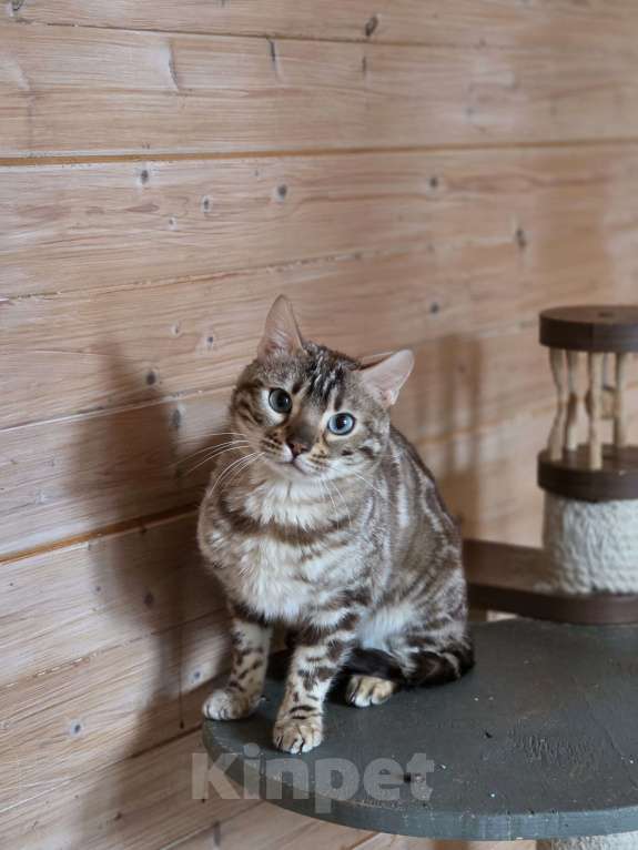 Кошки в Москве: Бенгальский котик Мальчик, 5 000 руб. - фото 3