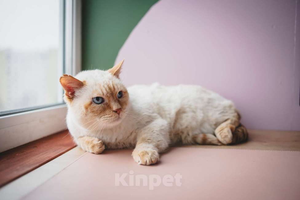 Кошки в Москве: Взрослый ласковый котик Октавиан ищет дом Мальчик, Бесплатно - фото 5