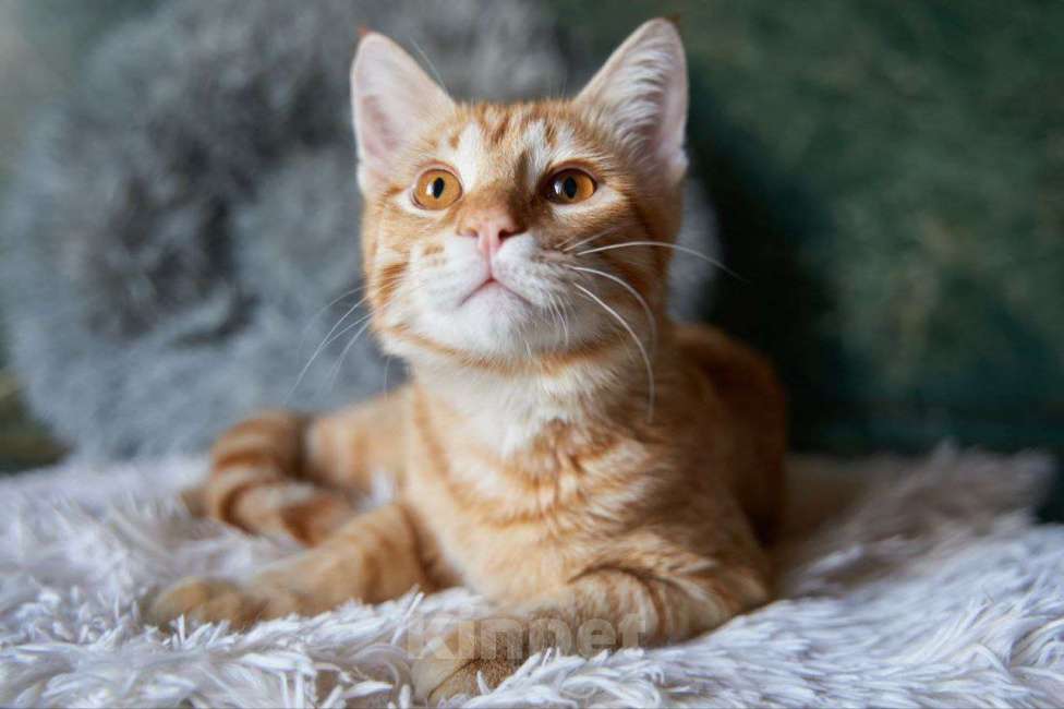 Кошки в Москве: Котенок в добрые руки Мальчик, Бесплатно - фото 2