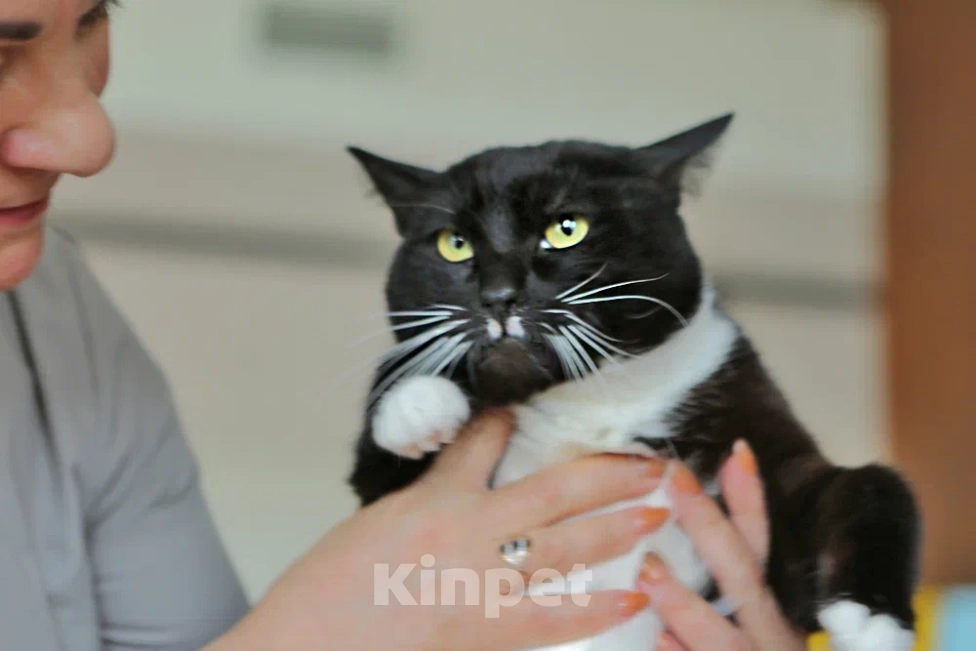 Кошки в Москве: Кот Бегемот Черныш в добрые руки  Мальчик, Бесплатно - фото 5