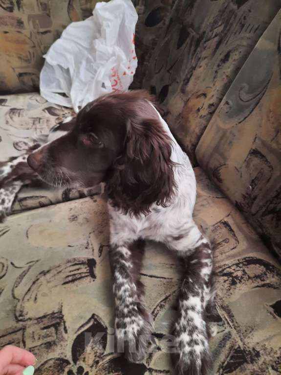 Собаки в Санкт-Петербурге: Русский спаниель в добрые руки Мальчик, Бесплатно - фото 4
