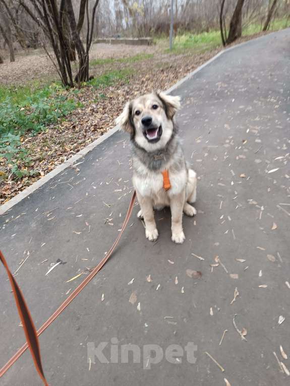 Собаки в Москве: Ваша личная Фея Девочка, Бесплатно - фото 7