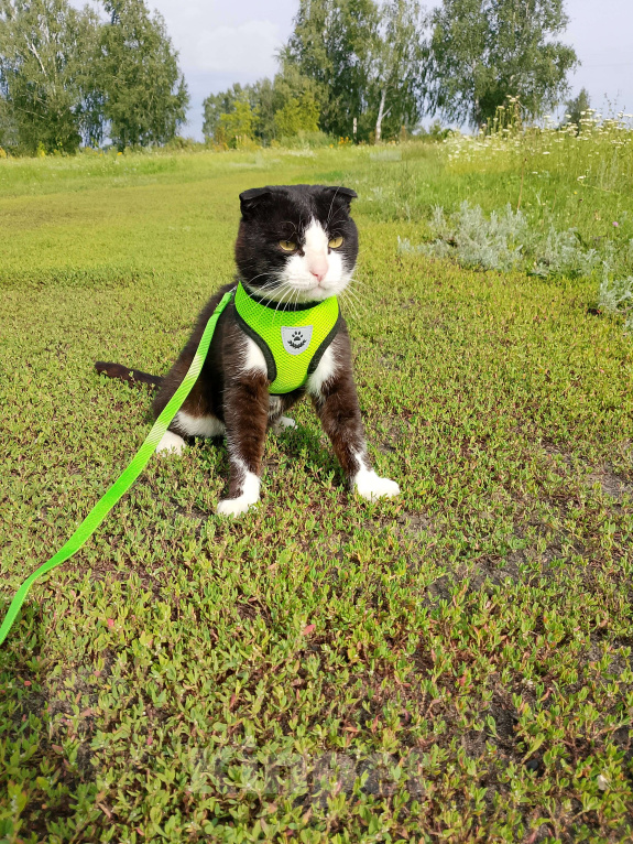 Кошки в Тамбове: Феликс  Мальчик, Бесплатно - фото 5