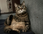 Кошки в Москве: Кошка в добрые руки Девочка, Бесплатно - фото 3