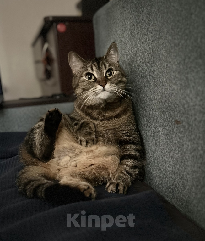Кошки в Москве: Кошка в добрые руки Девочка, Бесплатно - фото 3