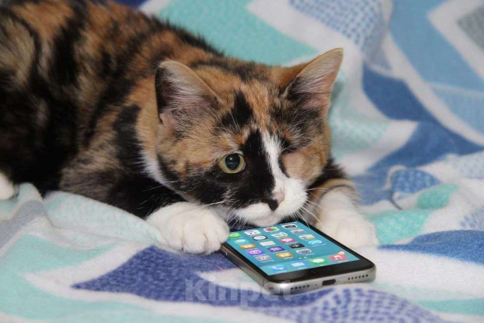 Кошки в Москве: Миниатюрная Джина Девочка, Бесплатно - фото 4