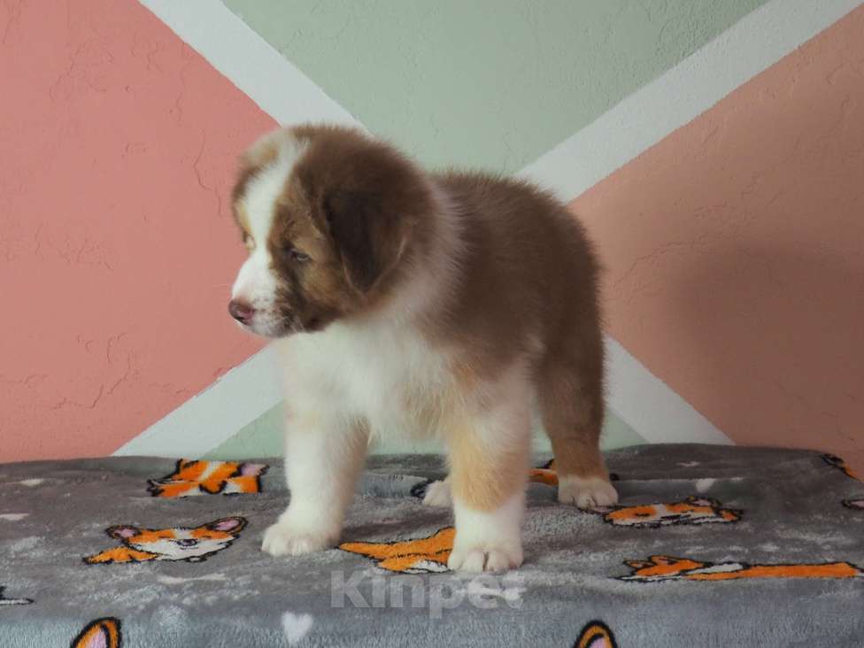 Собаки в Липецке: Австралийская овчарка Мальчик, 50 000 руб. - фото 3