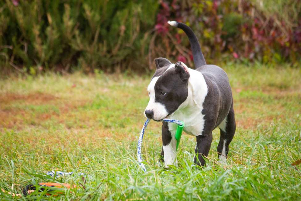 Собаки в других городах Московской области: Американский Булли XL Девочка, 50 000 руб. - фото 4