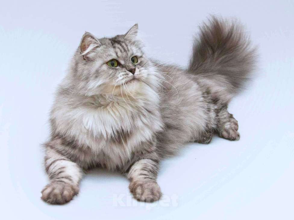 Кошки в Москве: Ласковая пушистая кошка Мисо в добрые руки Девочка, Бесплатно - фото 6