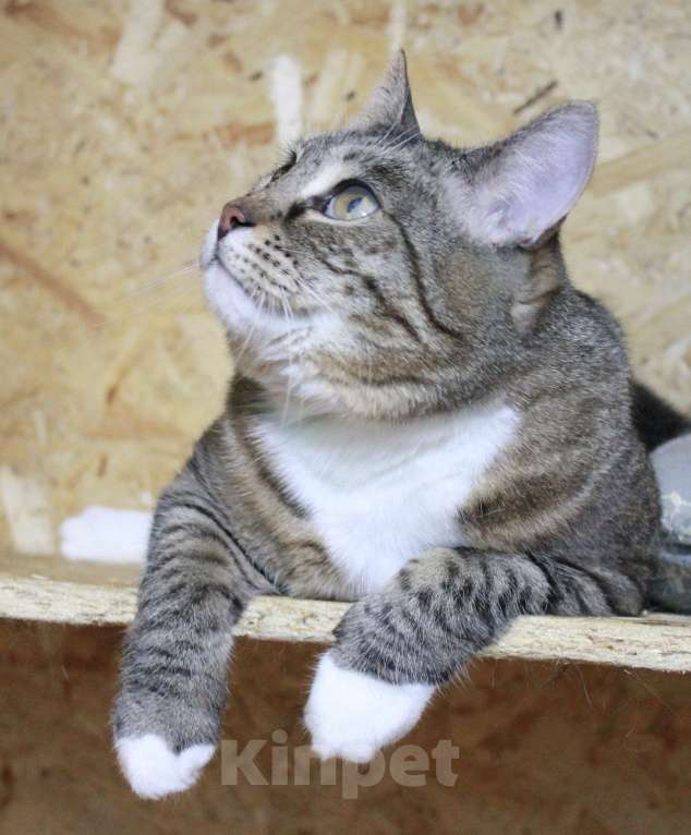 Кошки в Москве: С рождения в клетке  Девочка, Бесплатно - фото 5