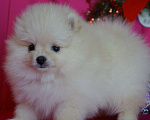 Собаки в Москве: Мальчик померанского шпица Мальчик, 30 000 руб. - фото 5