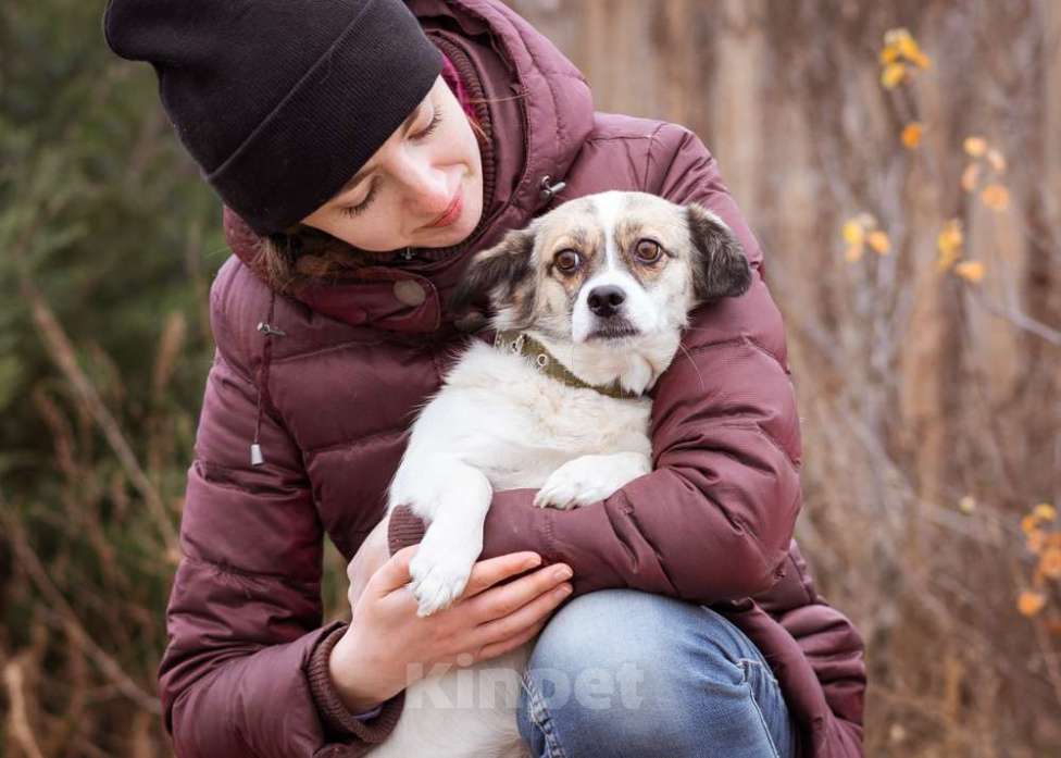 Собаки в Москве: Нюша, 6 лет, вес 7 кг в добрые руки Девочка, Бесплатно - фото 2