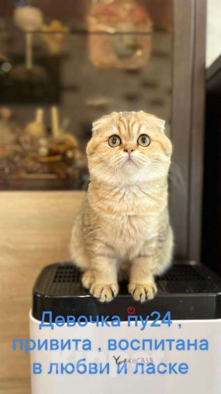 Кошки в Санкт-Петербурге: Шотландская вислоухая кошка Девочка, 8 000 руб. - фото 2