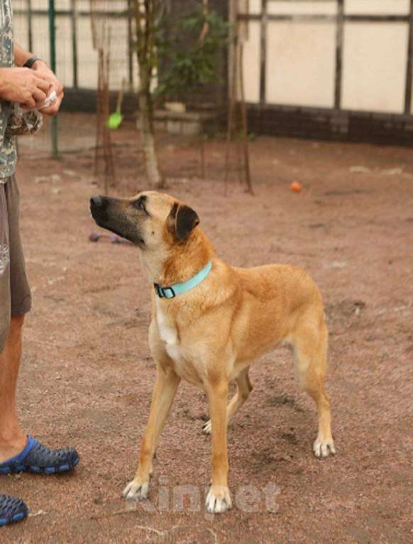 Собаки в Москве: Собака Лайма ищет дом Девочка, Бесплатно - фото 2