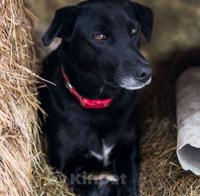 Собаки в Москве: Наоми Девочка, Бесплатно - фото 2
