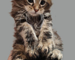Кошки в Иркутске: Чистокровный котенок мейнкун Мальчик, 35 000 руб. - фото 1