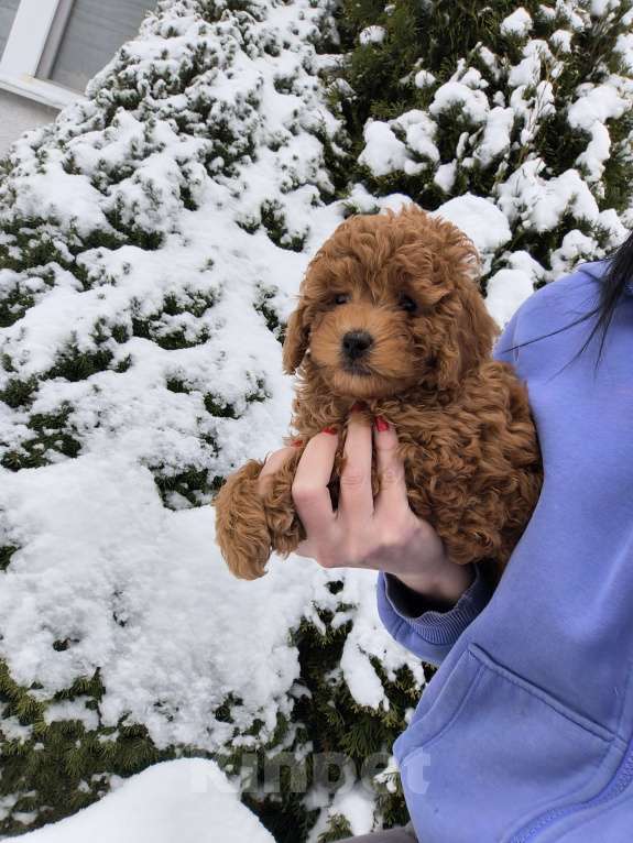 Собаки в Пушкино: Девочка той пуделя  Девочка, 75 000 руб. - фото 2