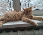 Кошки в Брянске: Ищу постоянный дом Мальчик, Бесплатно - фото 1