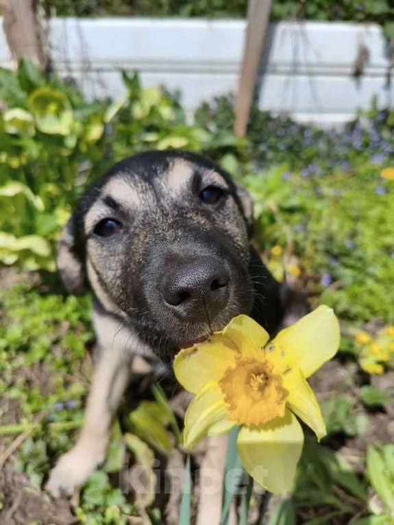 Собаки в Санкт-Петербурге: Маленькая крошка с большой любовью к игрушкам Девочка, Бесплатно - фото 2