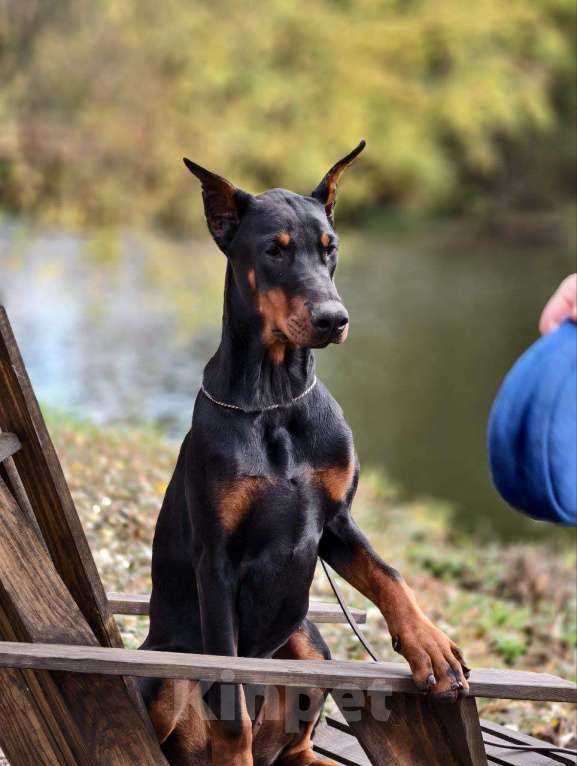Собаки в Курске: Очаровательная девочка РКФ  Девочка, 105 000 руб. - фото 6