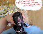 Собаки в Воронеже: Щенки питбуля Девочка, 13 000 руб. - фото 1