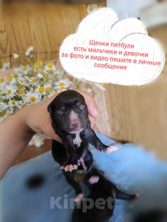 Собаки в Воронеже: Щенки питбуля Девочка, 13 000 руб. - фото 1