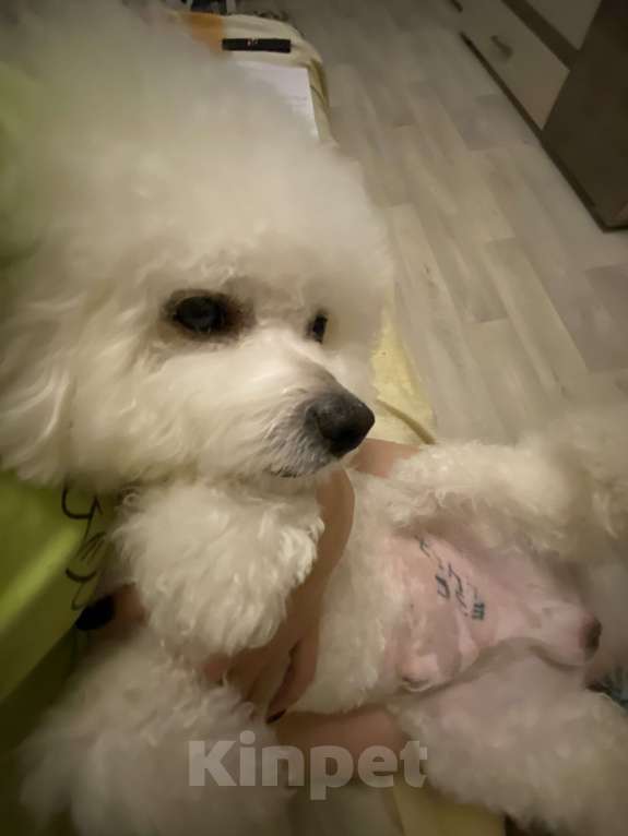 Собаки в Омске: Вязка Бишон фризе  Мальчик, Бесплатно - фото 7