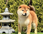 Собаки в Санкт-Петербурге: Сиба-ину мальчик щенок Мальчик, 50 000 руб. - фото 1