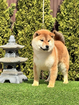 Сиба-ину мальчик щенок