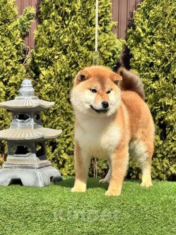 Собаки в Санкт-Петербурге: Сиба-ину мальчик щенок Мальчик, 50 000 руб. - фото 1