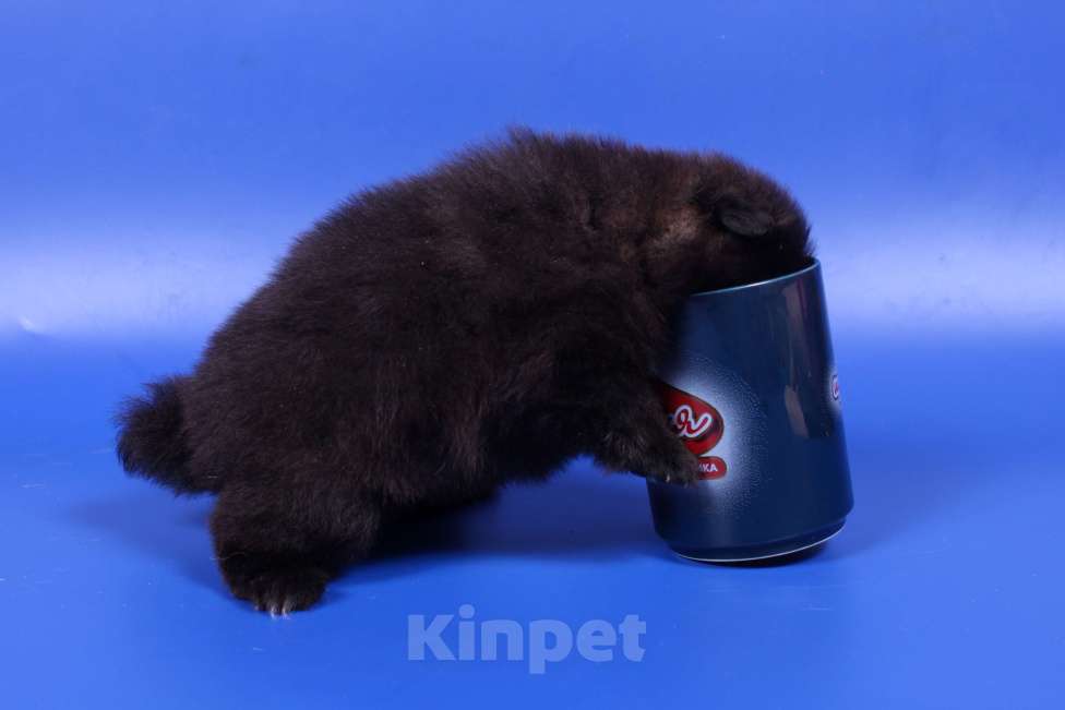 Собаки в Москве: Померанский шпиц-шоколадный медвежонок на вязку Мальчик, 2 500 руб. - фото 3