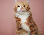 Кошки в Москве: Роскошная Леди Голда. Молодая кошка в добрые руки. Девочка, Бесплатно - фото 4