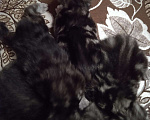Кошки в Ливны: Котята рысята, 10 000 руб. - фото 1