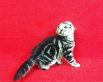 Кошки в Колпашево: Мраморная красотка, 1 руб. - фото 2