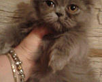 Кошки в Малмыже: Персидские голубые чистокровные котята ., 1 500 руб. - фото 5